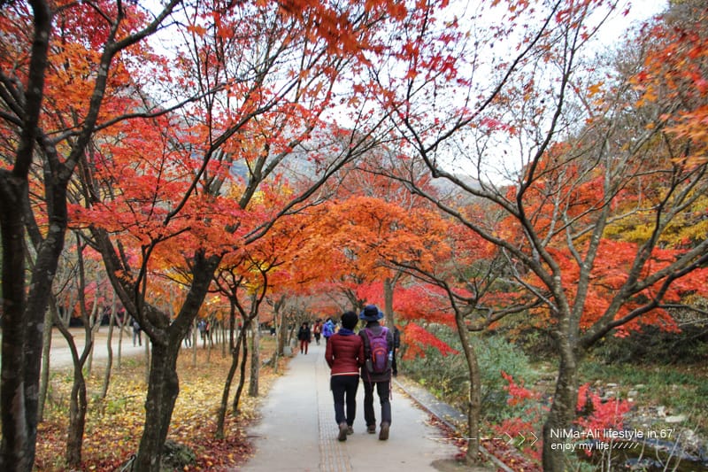 【婗媽看世界】韓國賞楓聖地:::內藏山國立公園내장산국립공원 沒有賞楓攻略~卻有如畫一般美麗的回憶! - 第17張圖 【婗媽看世界】韓國賞楓聖地:::內藏山國立公園내장산국립공원 沒有賞楓攻略~卻有如畫一般美麗的回憶!