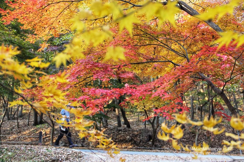【婗媽看世界】韓國賞楓聖地:::內藏山國立公園내장산국립공원 沒有賞楓攻略~卻有如畫一般美麗的回憶! - 第15張圖 【婗媽看世界】韓國賞楓聖地:::內藏山國立公園내장산국립공원 沒有賞楓攻略~卻有如畫一般美麗的回憶!