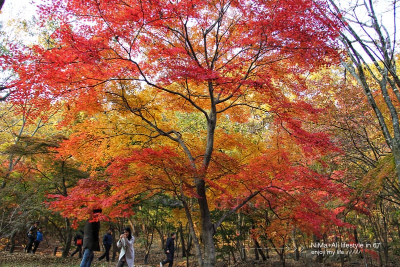 【婗媽看世界】韓國賞楓聖地:::內藏山國立公園내장산국립공원 沒有賞楓攻略~卻有如畫一般美麗的回憶! - 第14張圖 【婗媽看世界】韓國賞楓聖地:::內藏山國立公園내장산국립공원 沒有賞楓攻略~卻有如畫一般美麗的回憶!