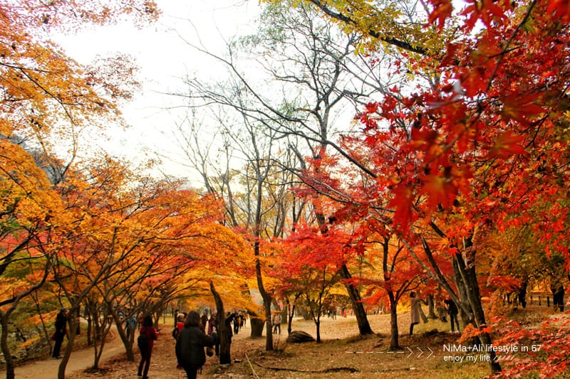 【婗媽看世界】韓國賞楓聖地:::內藏山國立公園내장산국립공원 沒有賞楓攻略~卻有如畫一般美麗的回憶! - 第12張圖 【婗媽看世界】韓國賞楓聖地:::內藏山國立公園내장산국립공원 沒有賞楓攻略~卻有如畫一般美麗的回憶!