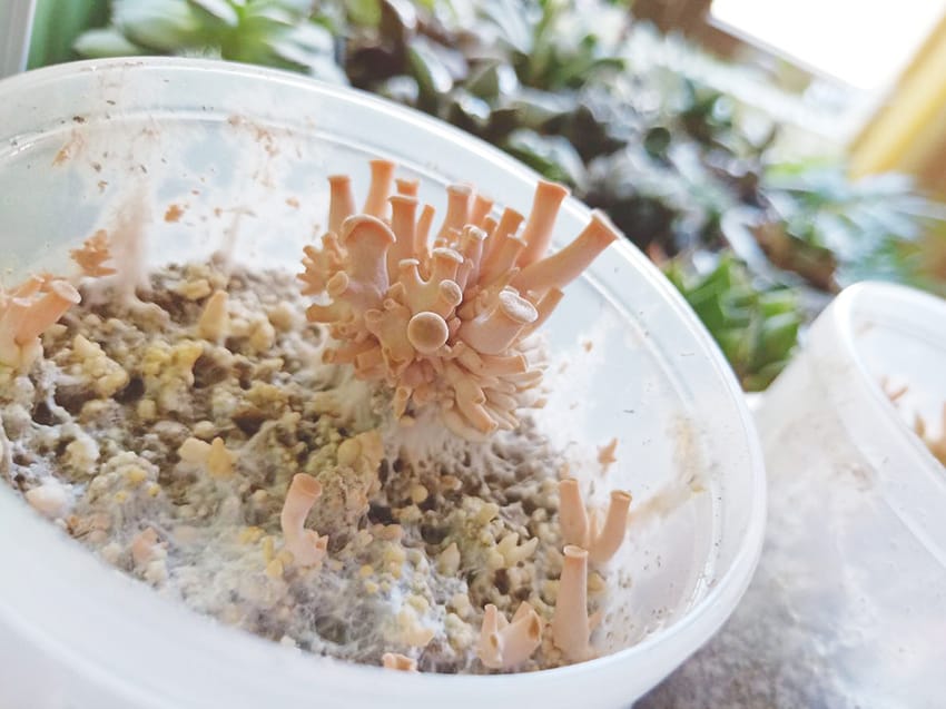 彰化景點:::魔菇部落生態休閒農場│參觀六星級菇菇的家，手作菇菇披薩好玩又好吃！