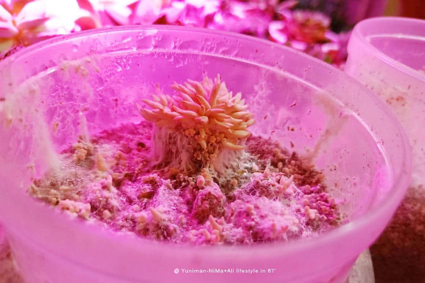 彰化景點:::魔菇部落生態休閒農場│參觀六星級菇菇的家，手作菇菇披薩好玩又好吃！