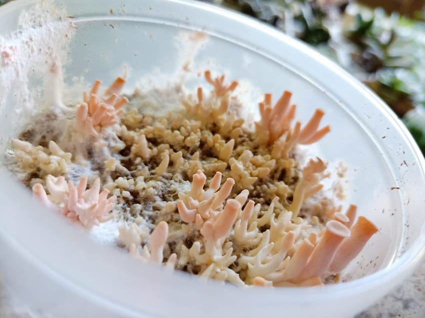 彰化景點:::魔菇部落生態休閒農場│參觀六星級菇菇的家，手作菇菇披薩好玩又好吃！