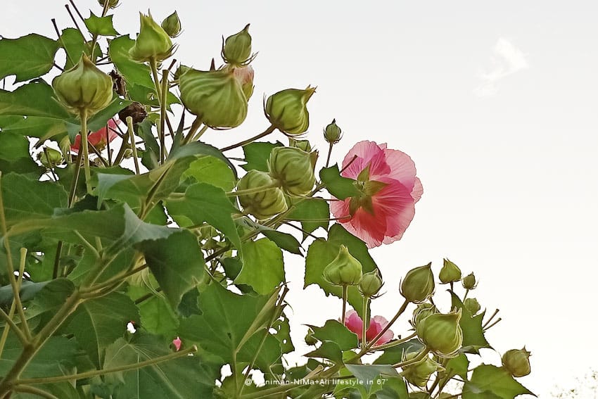 彰化景點:::魔菇部落生態休閒農場│參觀六星級菇菇的家，手作菇菇披薩好玩又好吃！