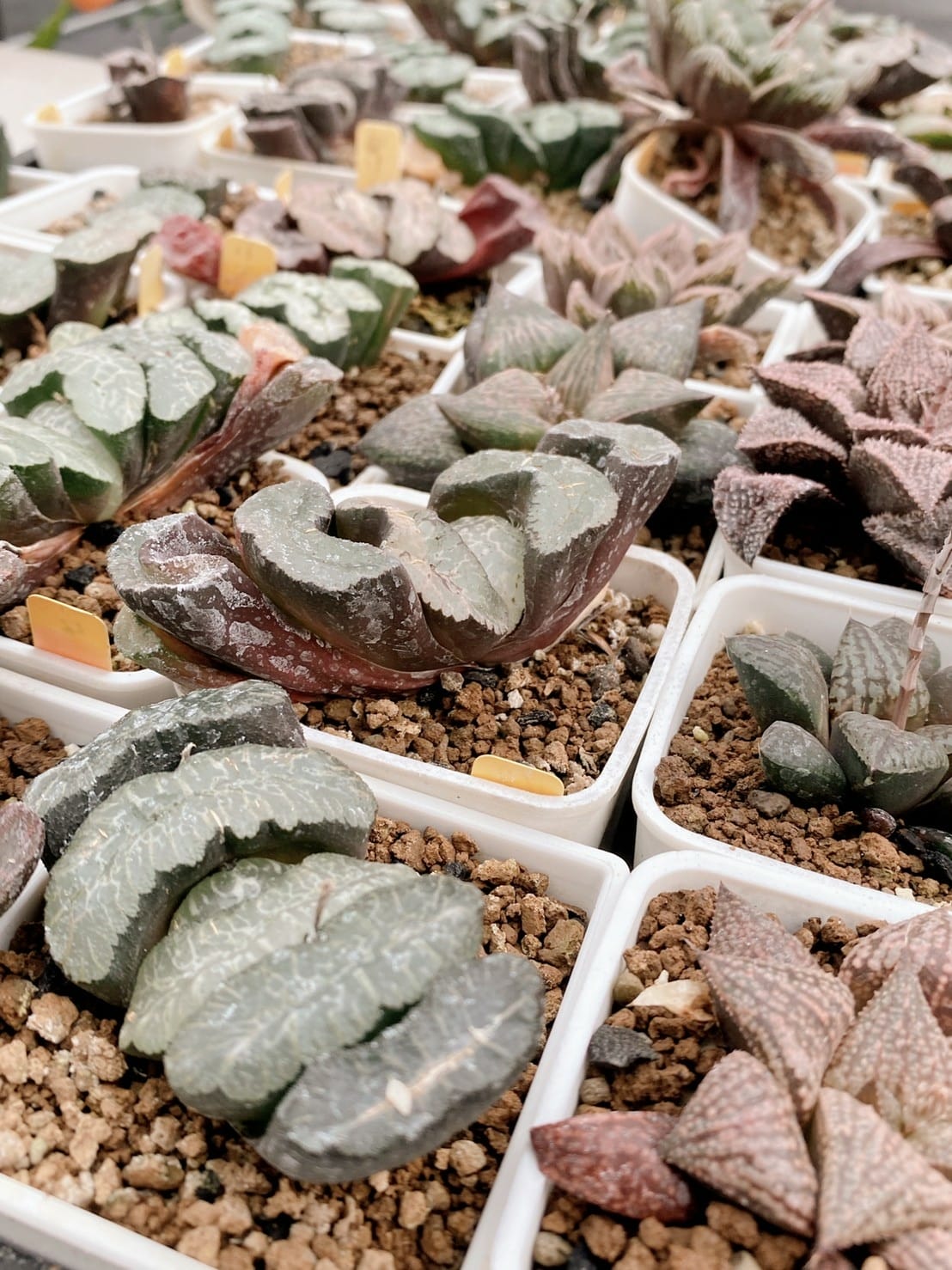 LINE_ALBUM_Sp_220125_10.jpg LINE_ALBUM_Sp_220125_10.jpg