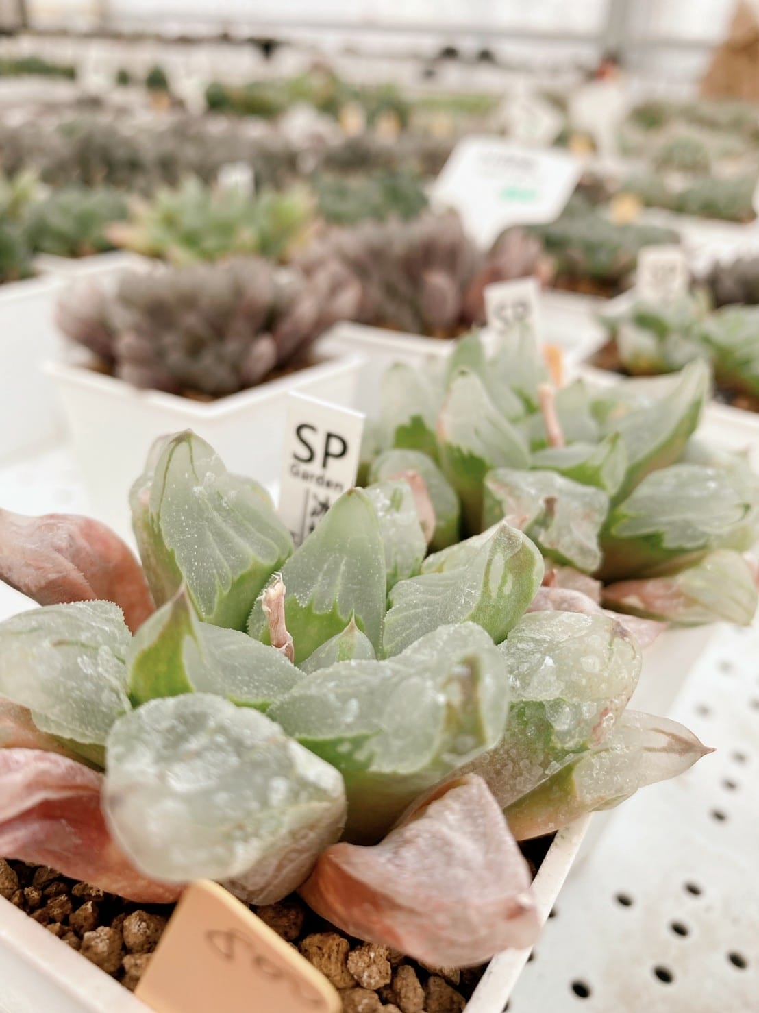 LINE_ALBUM_Sp_220125_14.jpg LINE_ALBUM_Sp_220125_14.jpg