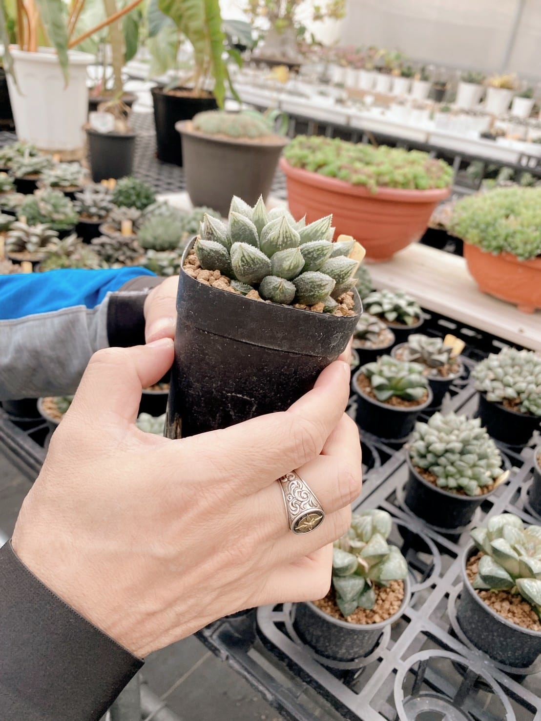 多肉種植專家SP Garden精品多肉 彰化景點多肉植物 (12).jpg 多肉種植專家SP Garden精品多肉 彰化景點多肉植物 (12).jpg