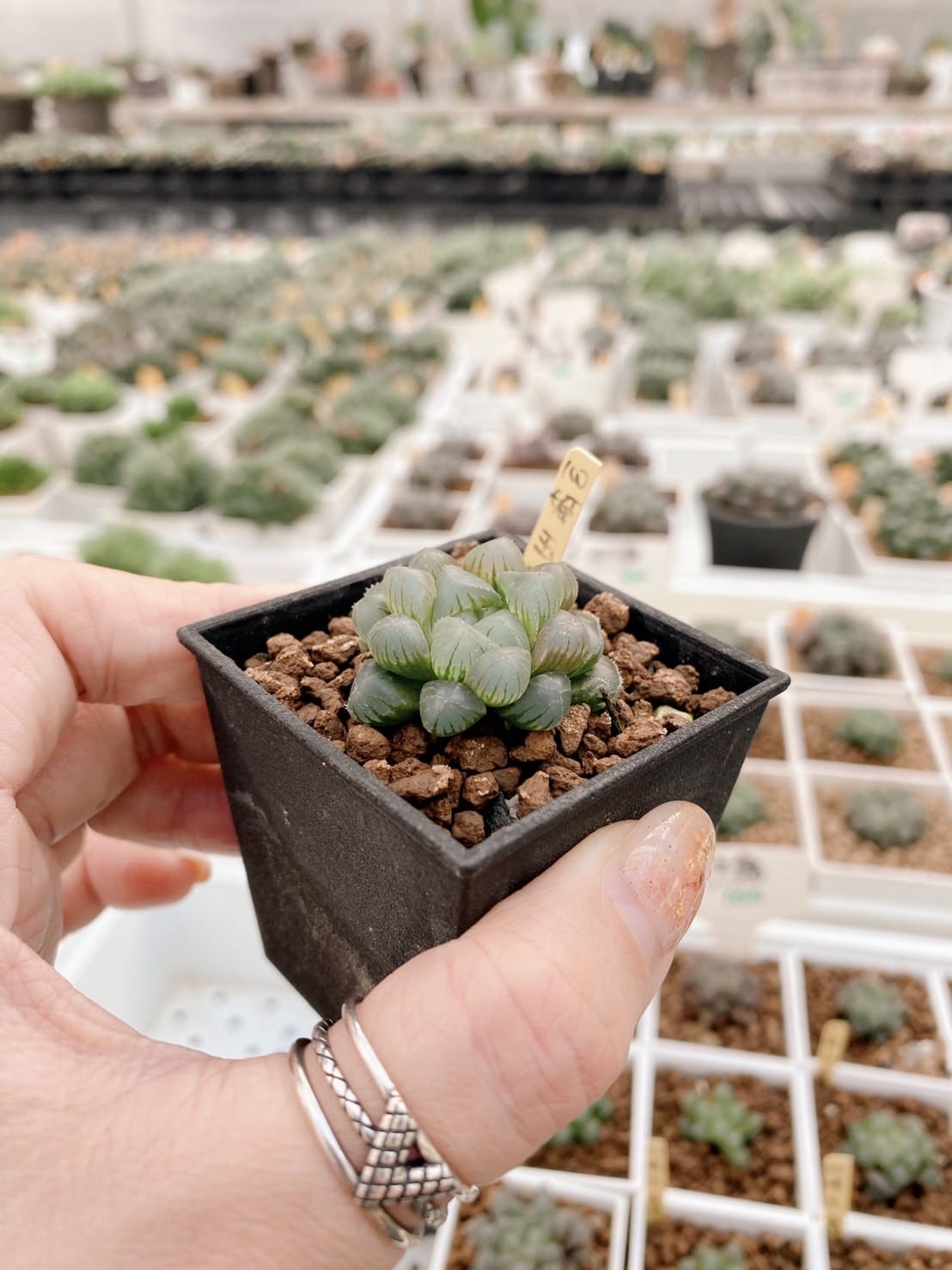 S__7880725.jpg 玉露、多肉植物、姬玉露、彰化田尾