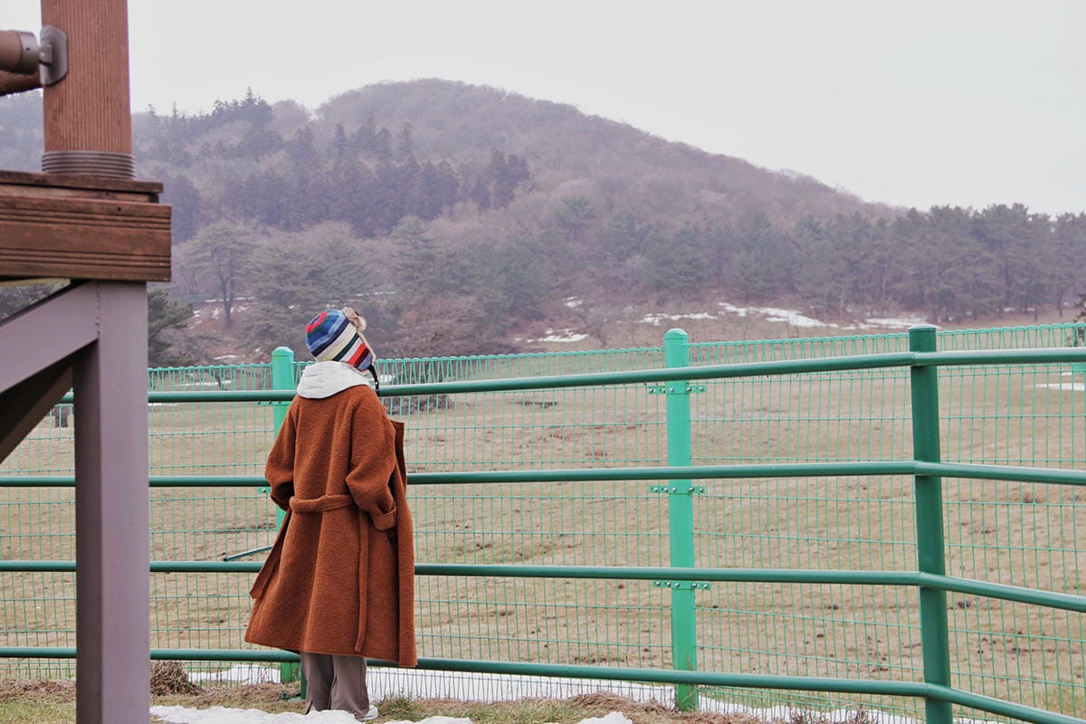 馬放牧地마방목지 濟州島景點濟州島雪景12.JPG