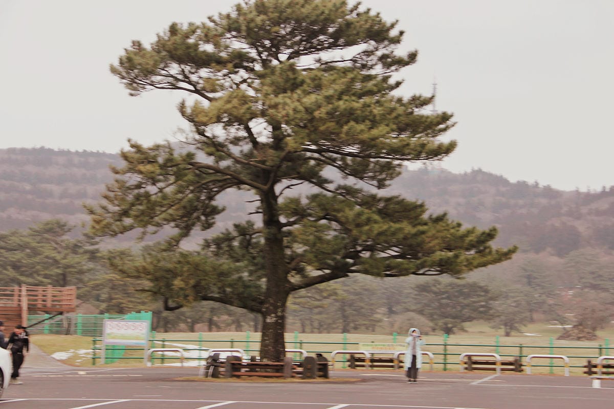 馬放牧地마방목지 濟州島景點濟州島雪景25.JPG