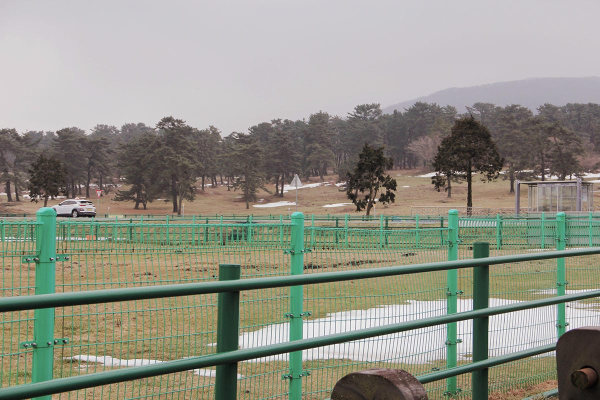 馬放牧地마방목지 濟州島景點濟州島雪景15.JPG