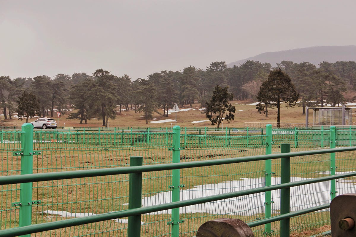 馬放牧地마방목지 濟州島景點濟州島雪景17.JPG