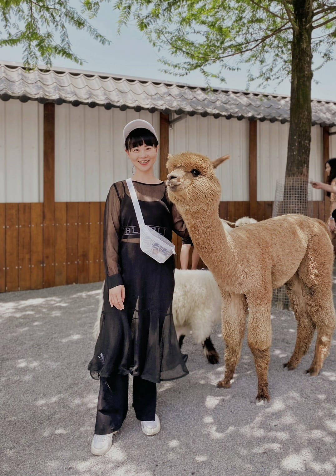 宜蘭張美阿嬤農場笑笑羊黑面羊餵梅花鹿水豚君草泥馬 (55).jpg