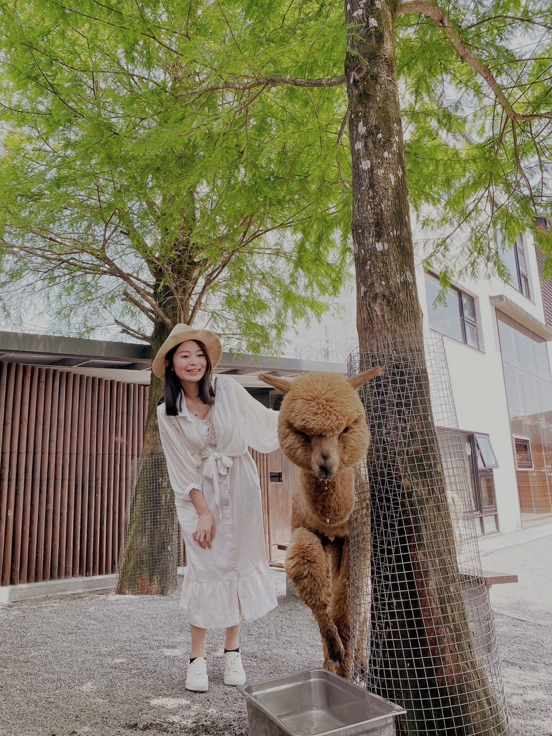 宜蘭張美阿嬤農場笑笑羊黑面羊餵梅花鹿水豚君草泥馬 (34).jpg