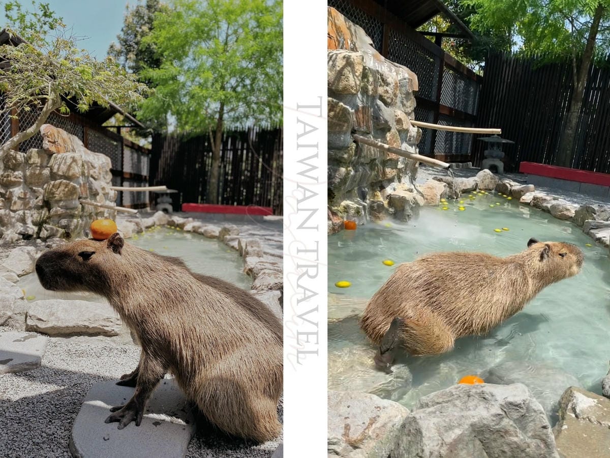 宜蘭張美阿嬤農場笑笑羊黑面羊餵梅花鹿水豚君草泥馬 (40).jpg