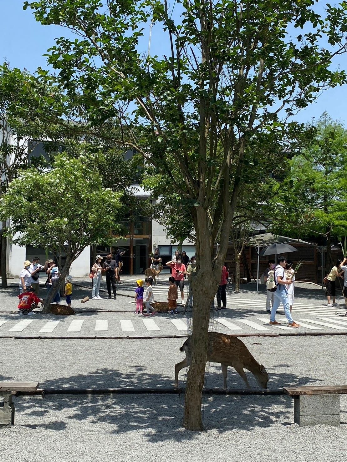 宜蘭張美阿嬤農場笑笑羊黑面羊餵梅花鹿水豚君草泥馬 (45).jpg