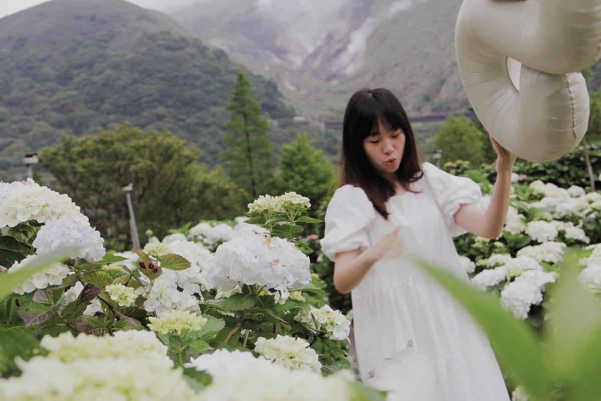 大賞園繡球花陽明山花季2023繡球花白繡球花 (43).jpg 大賞園繡球花陽明山花季2023繡球花白繡球花 (43).jpg