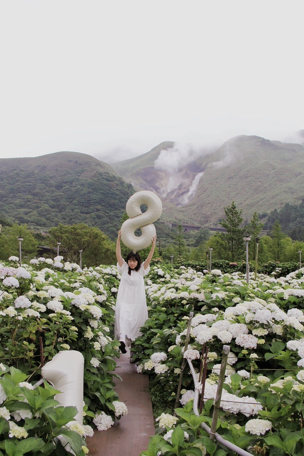 大賞園繡球花陽明山花季2023繡球花白繡球花 (80).jpg 大賞園繡球花陽明山花季2023繡球花白繡球花 (80).jpg