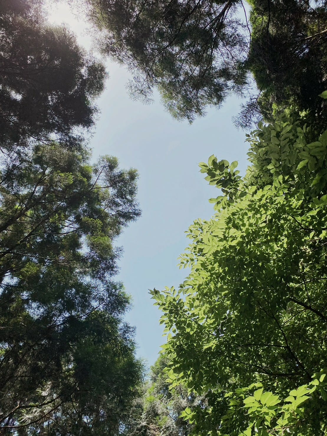 員林景點避暑宜蘭燈篙林道賞櫻熱門步道肖楠樹 (14).jpg