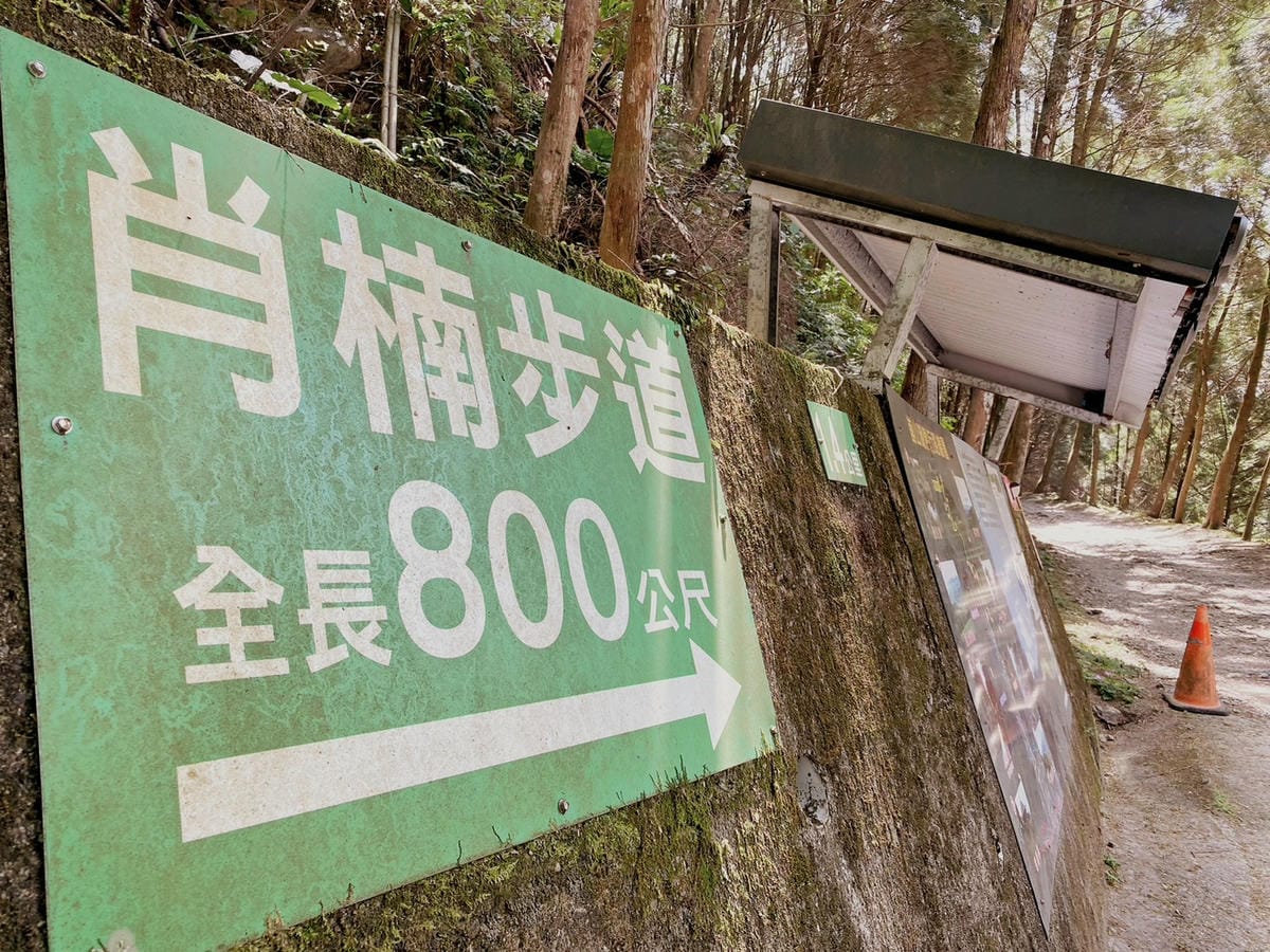 員林景點避暑宜蘭燈篙林道賞櫻熱門步道肖楠樹 (9).jpg
