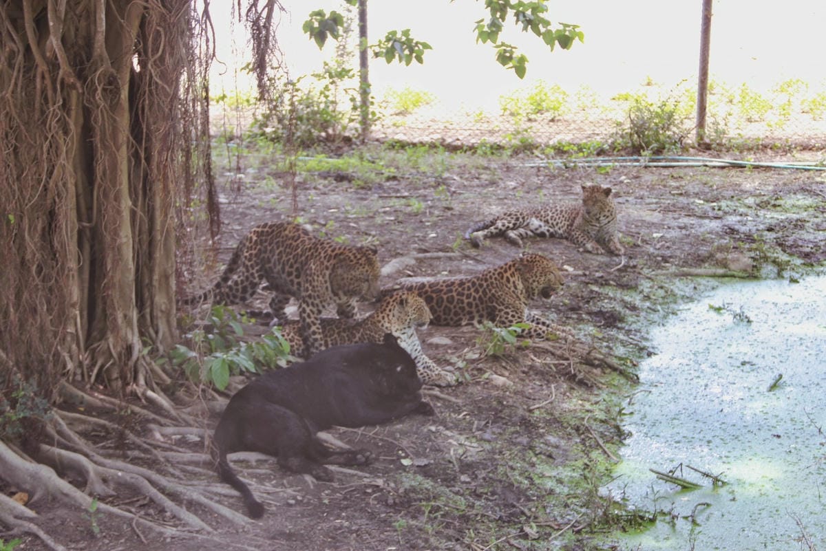 泰國北碧野生動物園包車Safari Park Kanchanaburi (9).jpg