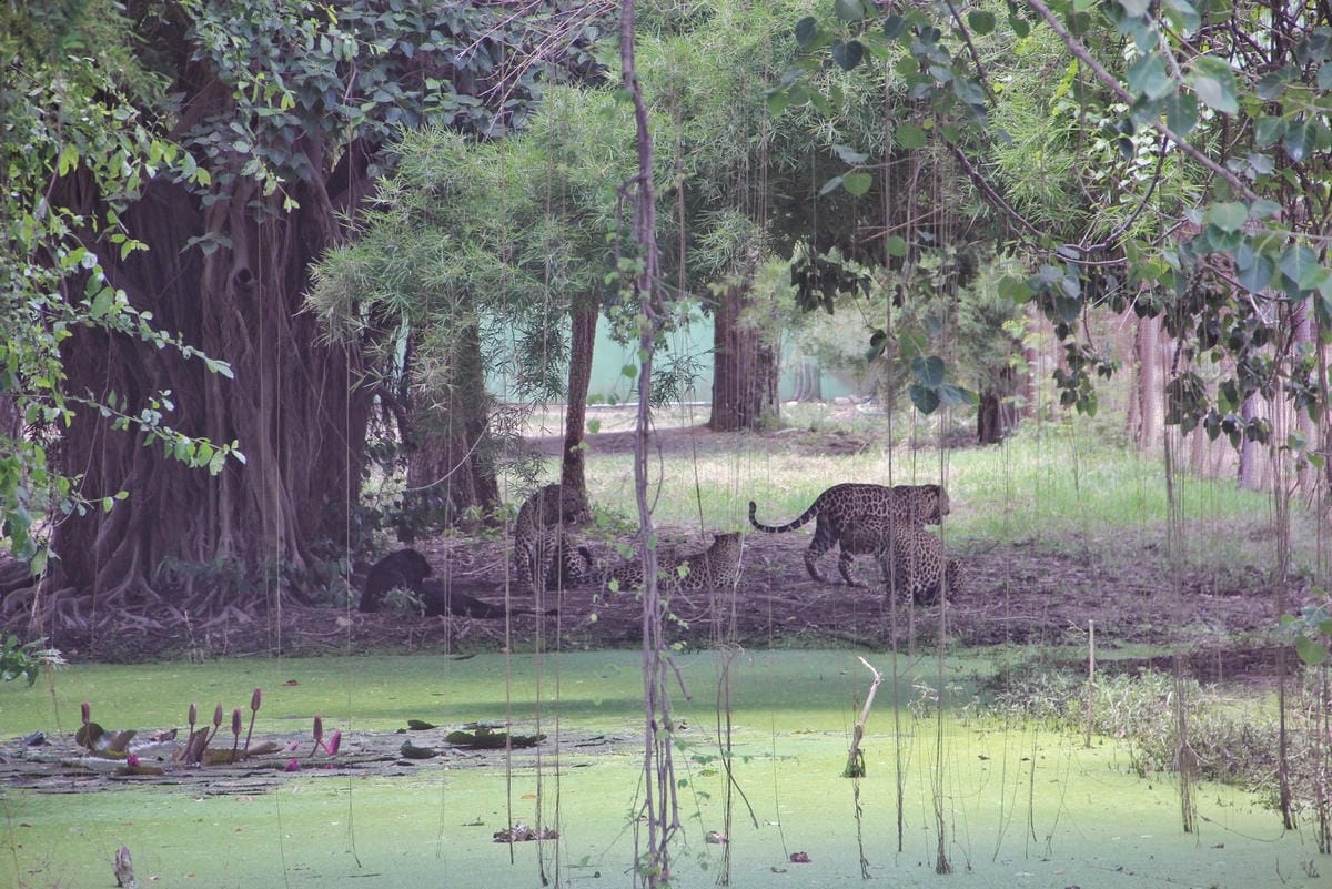 泰國北碧野生動物園包車Safari Park Kanchanaburi (10).jpg