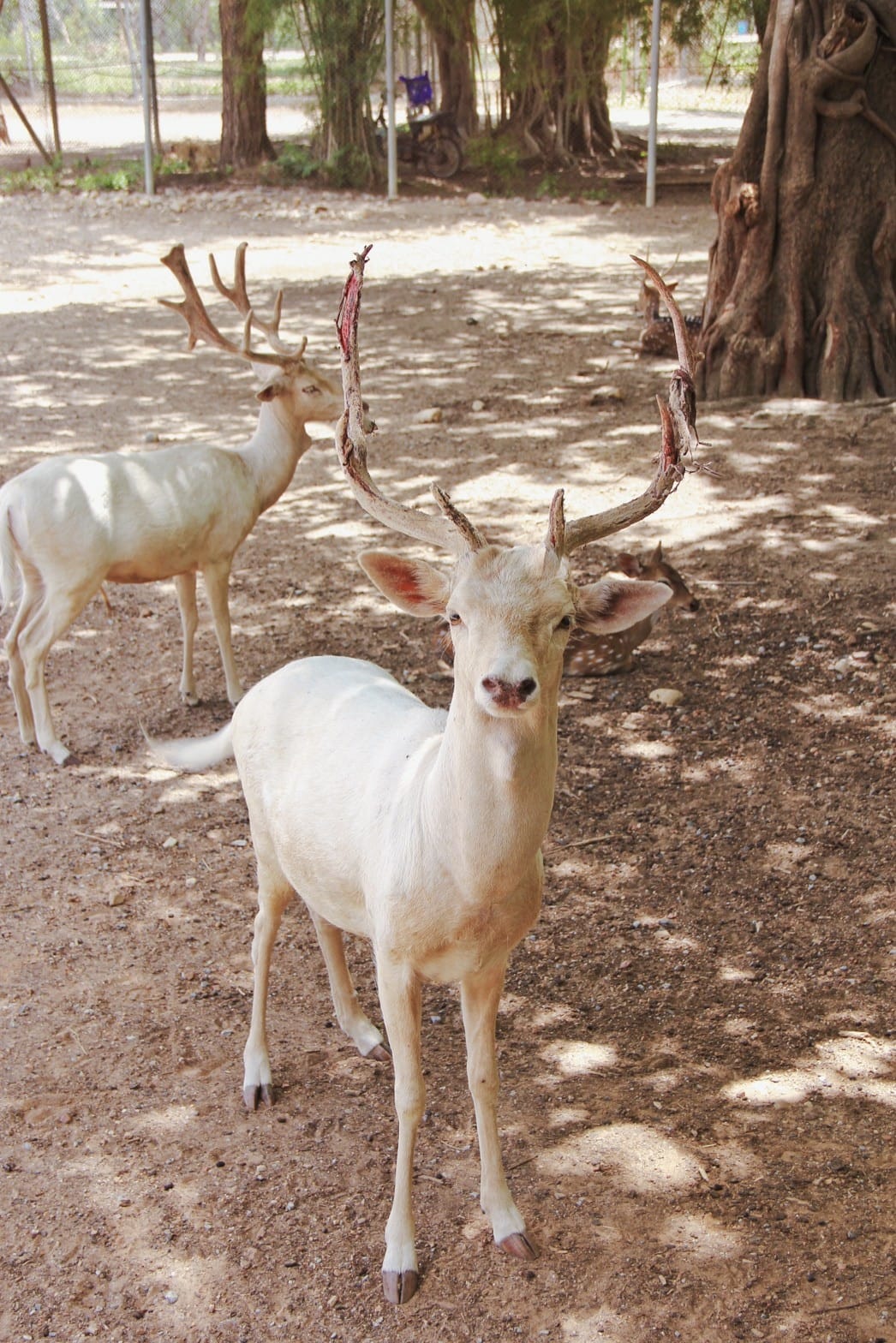 泰國北碧野生動物園包車Safari Park Kanchanaburi (12).jpg