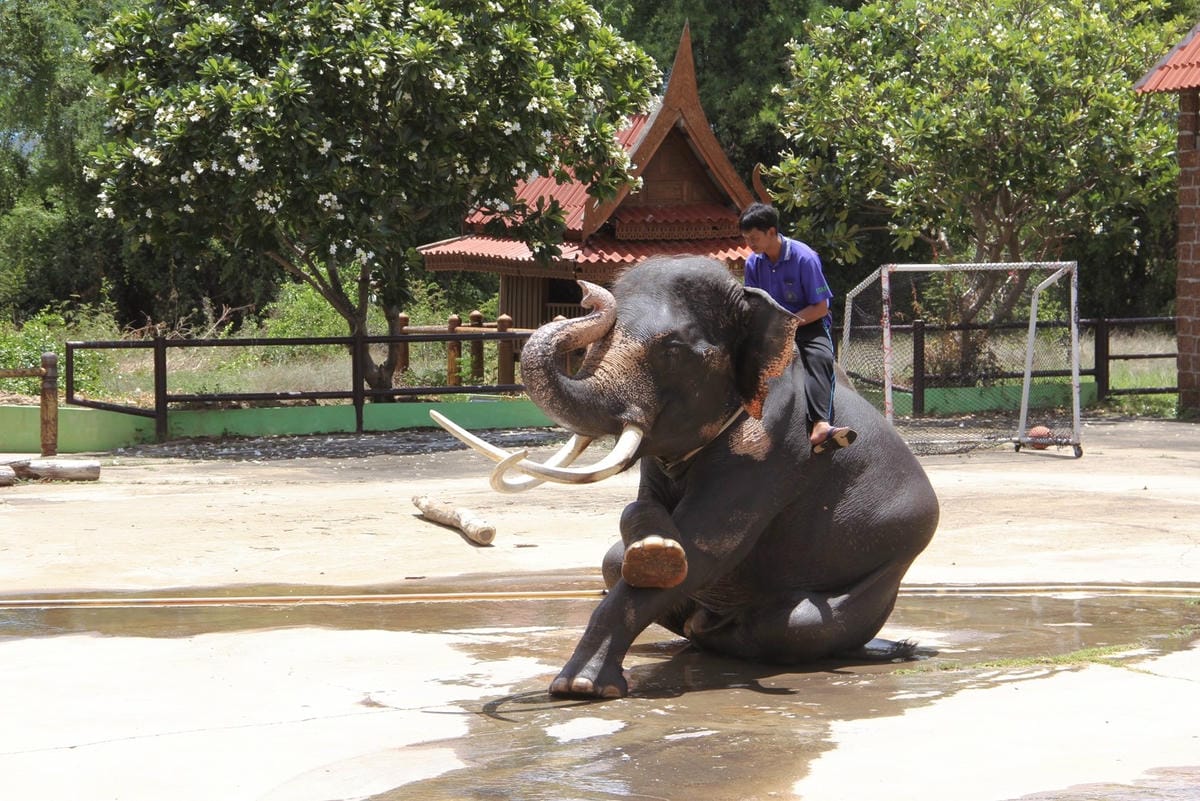 泰國北碧野生動物園包車Safari Park Kanchanaburi (33).jpg