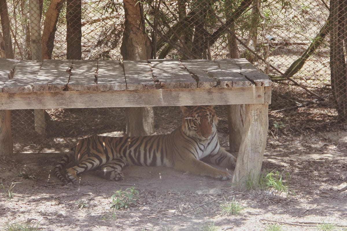 泰國北碧野生動物園包車Safari Park Kanchanaburi (8).jpg