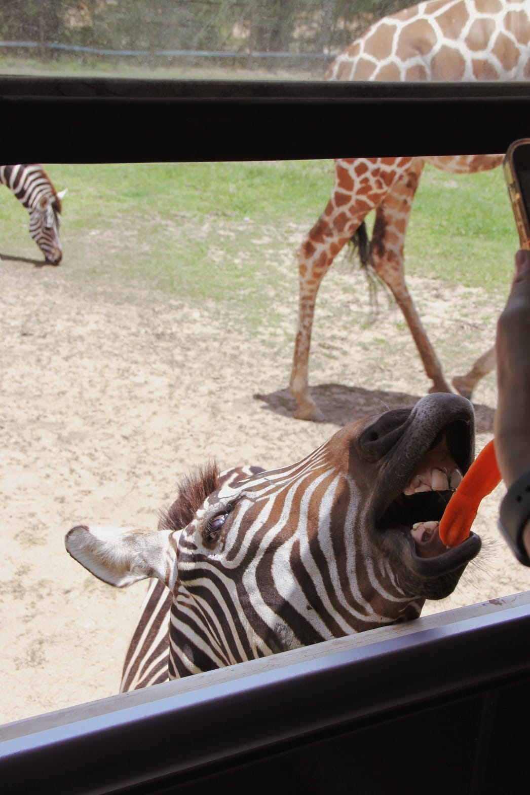 泰國北碧野生動物園包車Safari Park Kanchanaburi (17).jpg
