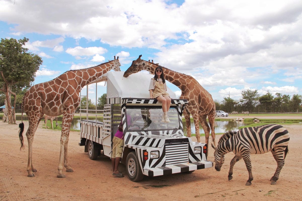 泰國北碧野生動物園包車Safari Park Kanchanaburi (91).jpg 泰國北碧野生動物園包車Safari Park Kanchanaburi (91).jpg