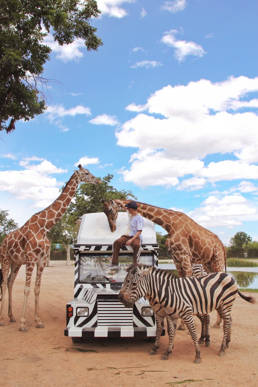 泰國北碧野生動物園包車Safari Park Kanchanaburi (49).jpg 泰國北碧野生動物園包車Safari Park Kanchanaburi (49).jpg
