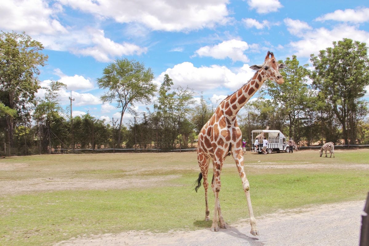 泰國北碧野生動物園包車Safari Park Kanchanaburi (14).jpg 泰國北碧野生動物園包車Safari Park Kanchanaburi (14).jpg