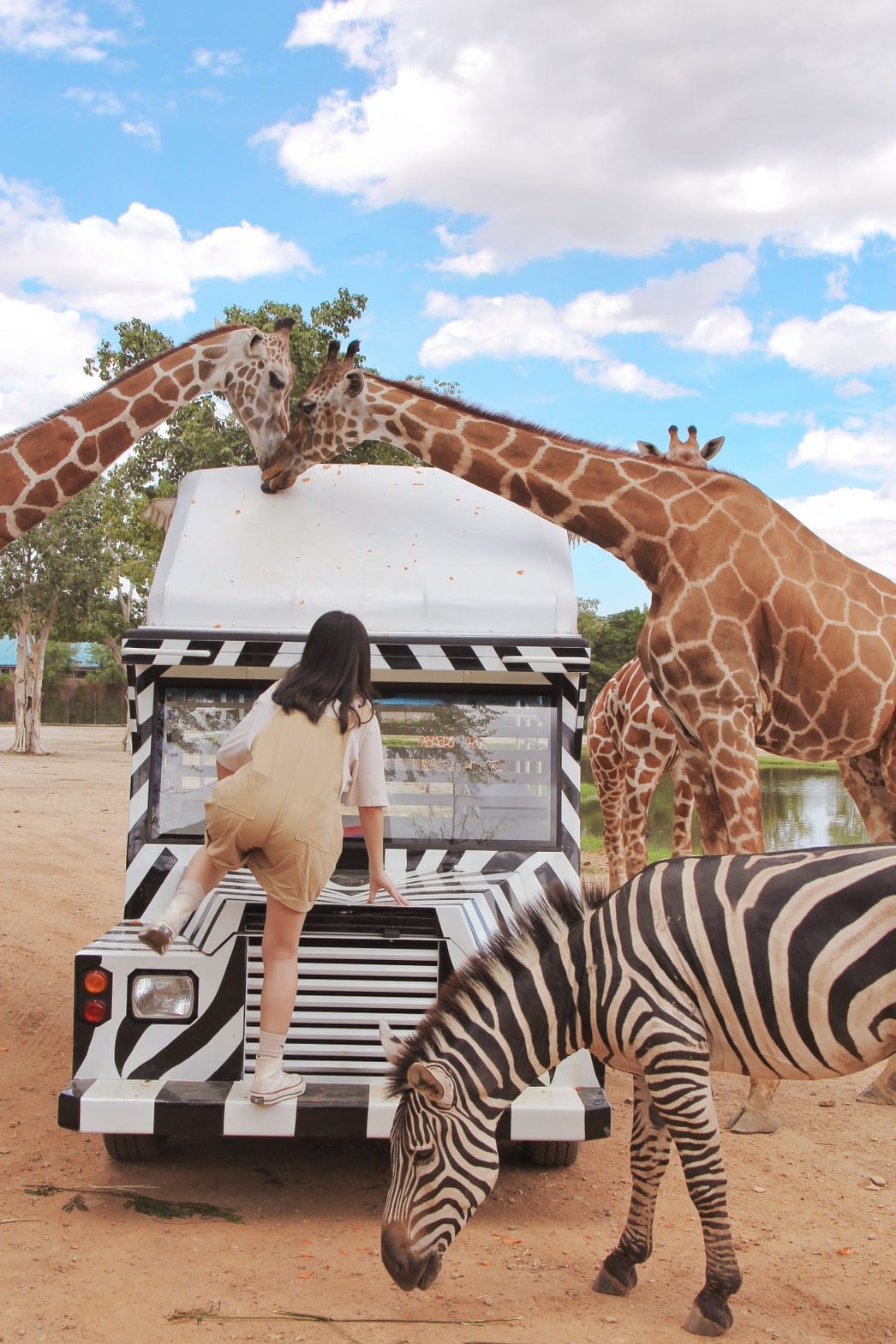 泰國北碧野生動物園包車Safari Park Kanchanaburi (87).jpg 泰國北碧野生動物園包車Safari Park Kanchanaburi (87).jpg