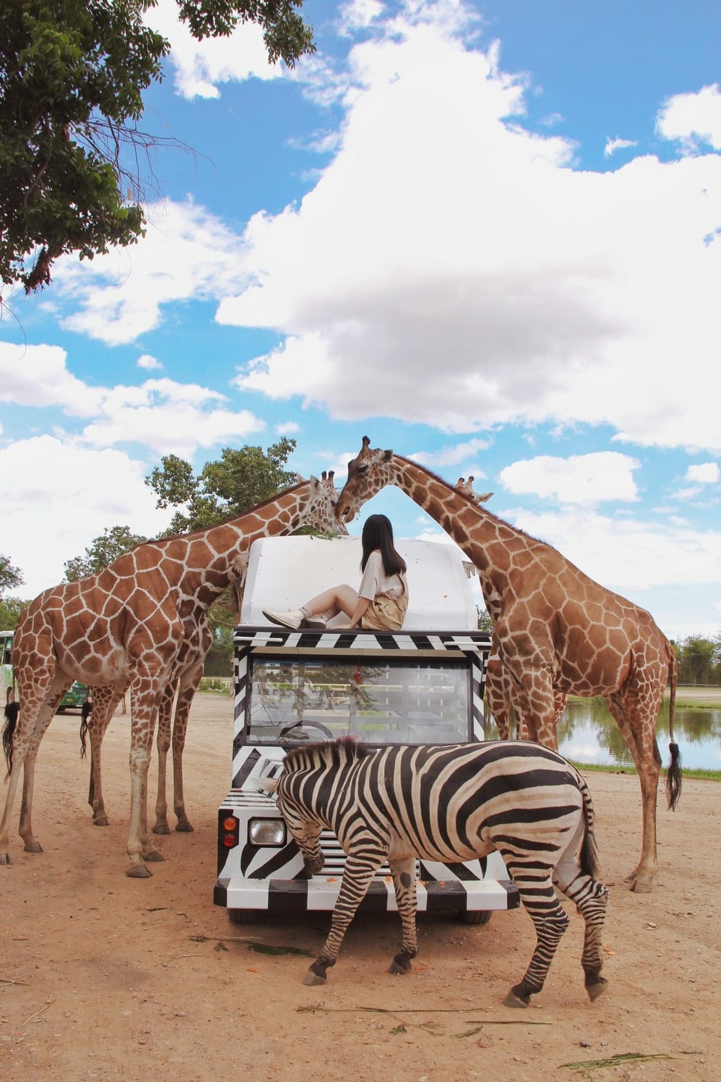 泰國北碧野生動物園包車Safari Park Kanchanaburi (108).jpg 泰國北碧野生動物園包車Safari Park Kanchanaburi (108).jpg