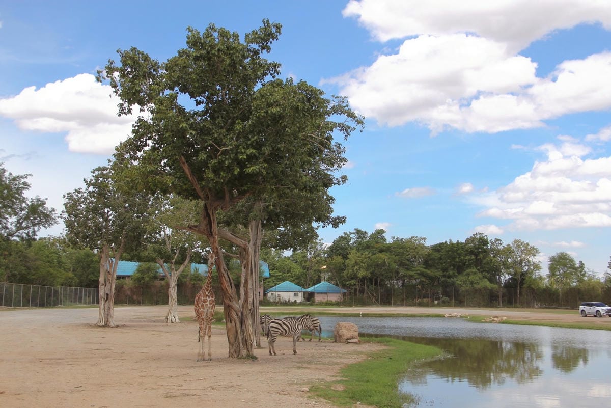 泰國北碧野生動物園包車Safari Park Kanchanaburi (38).jpg 泰國北碧野生動物園包車Safari Park Kanchanaburi (38).jpg