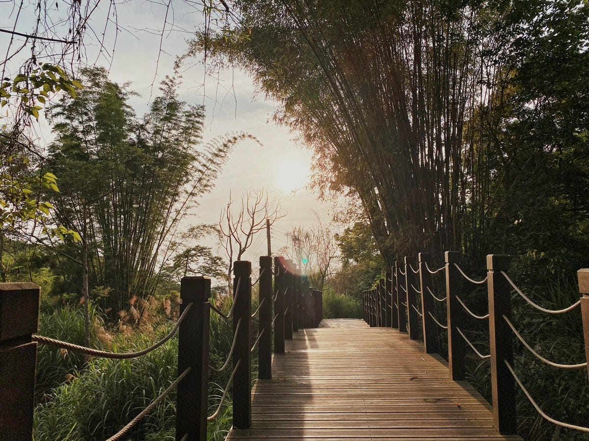 大坑四號步道-解鎖小百岳No.41頭嵙山3.jpg 大坑四號步道-解鎖小百岳No.41頭嵙山3.jpg