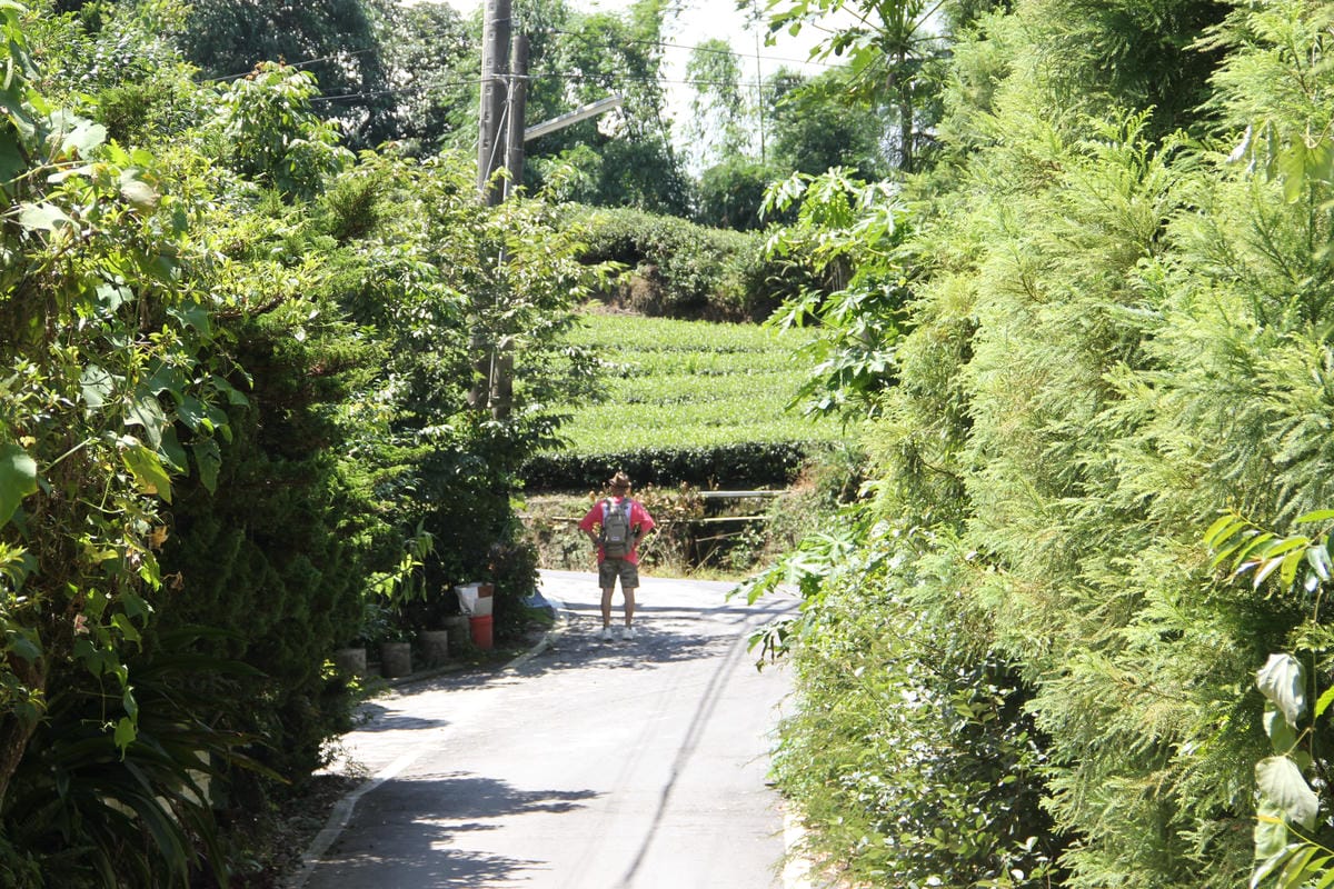 1314觀景台停車梅山茶園69.jpg