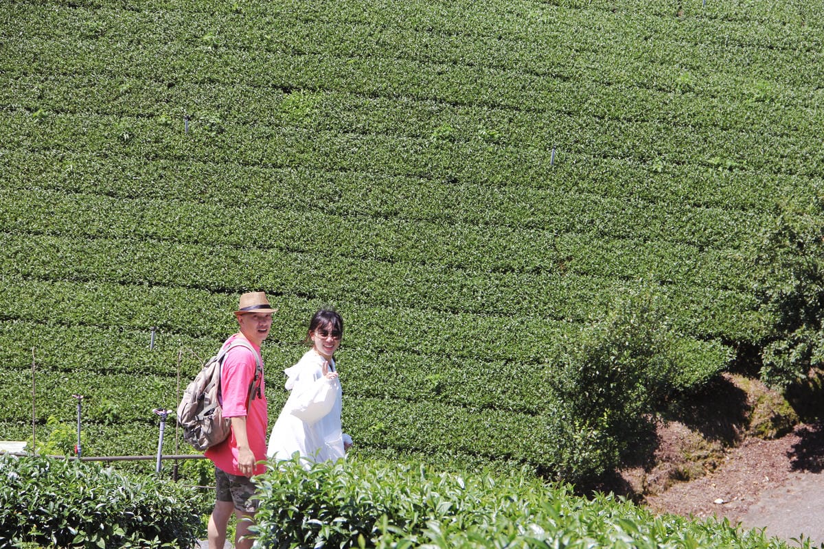 別只去阿里山嘉義梅山６大祕境最美茶園步道