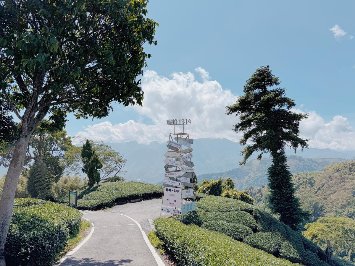 瑞峰1314觀景台梅山茶聚香片茉莉花茶