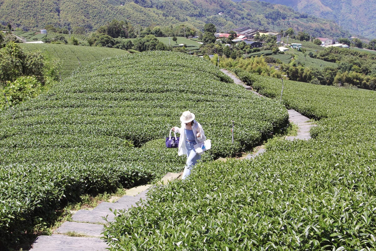 1314觀景台停車梅山茶園 茶聚 藍色小精靈