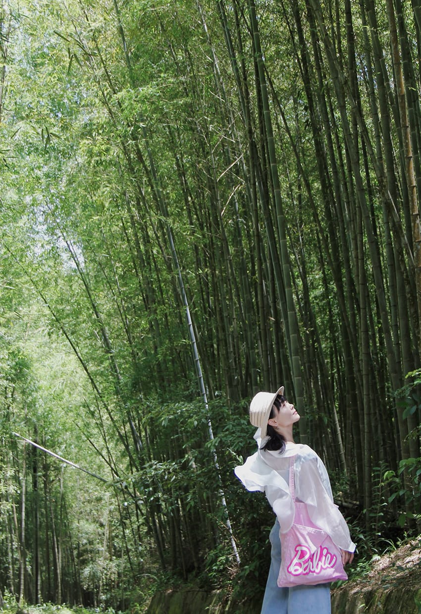 許家茶園 梅山綠色隧道