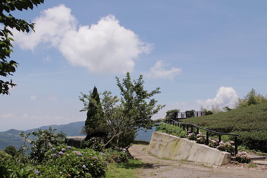 許家茶園 許家茶園