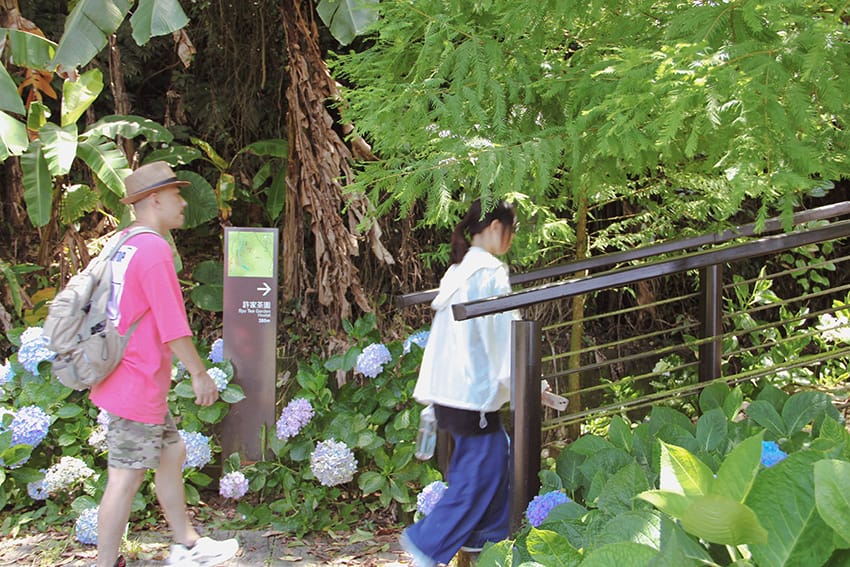 許家茶園 梅山綠色隧道
