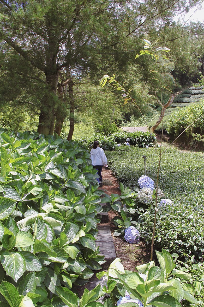 許家茶園 梅山綠色隧道
