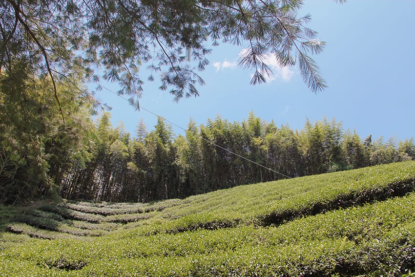 許家茶園 許家茶園