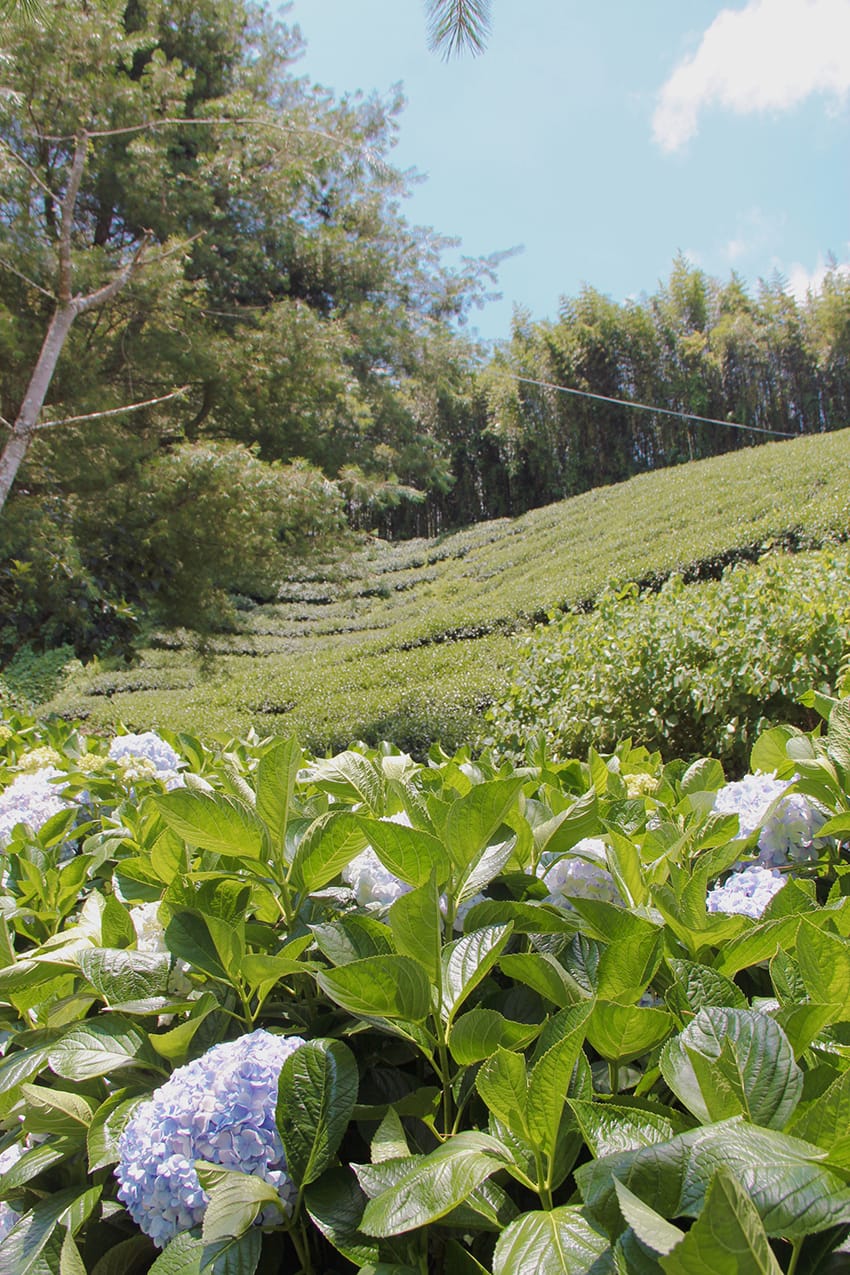 許家茶園 許家茶園民宿露營茶聚香片藍色小精靈
