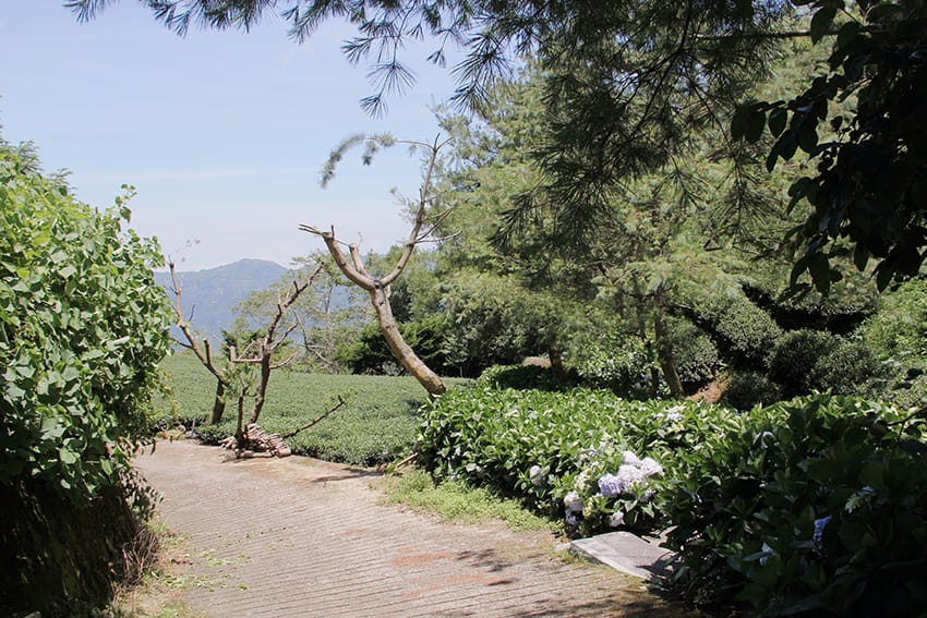 許家茶園 許家茶園
