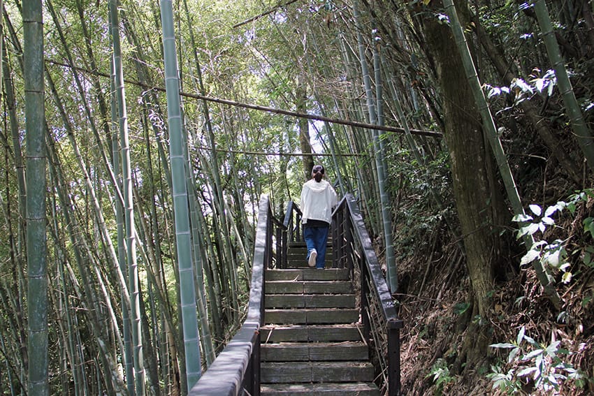 許家茶園 許家茶園民宿露營茶聚香片藍色小精靈