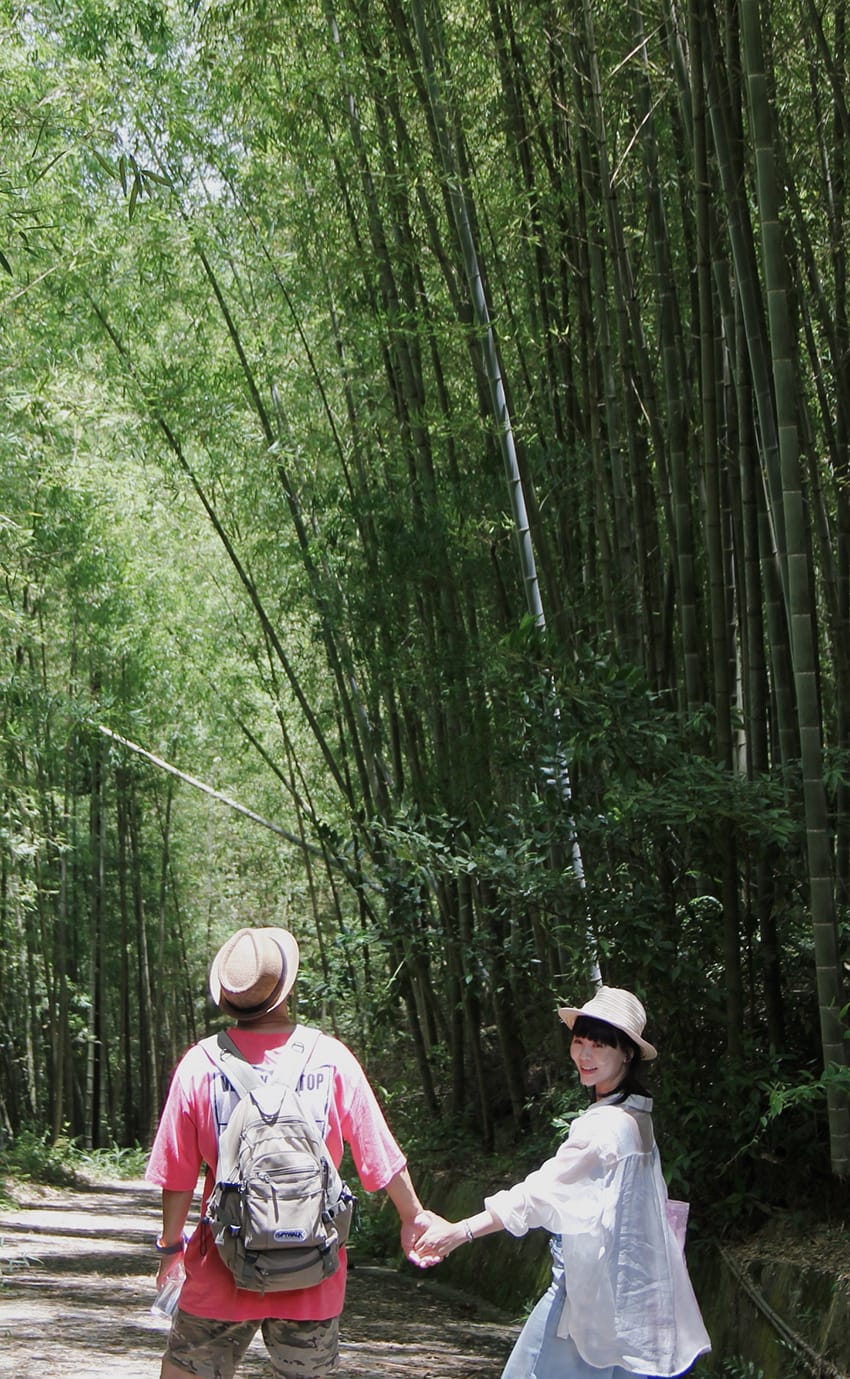 許家茶園 梅山綠色隧道